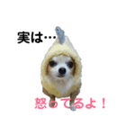 こたろうパート2（個別スタンプ：1）