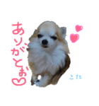 こたろうパート2（個別スタンプ：6）