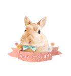 うさぎのれおたん。（個別スタンプ：1）