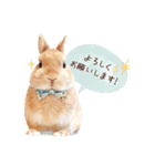 うさぎのれおたん。（個別スタンプ：16）
