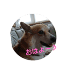 ウェリッシュ・コーギー ロンくんの日常（個別スタンプ：1）