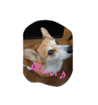 ウェリッシュ・コーギー ロンくんの日常（個別スタンプ：4）