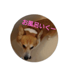 ウェリッシュ・コーギー ロンくんの日常（個別スタンプ：7）