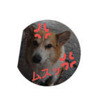 ウェリッシュ・コーギー ロンくんの日常（個別スタンプ：12）