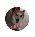 ウェリッシュ・コーギー ロンくんの日常（個別スタンプ：15）