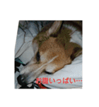 ウェリッシュ・コーギー ロンくんの日常（個別スタンプ：24）