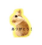 かわいいうさぎちゃん♡（個別スタンプ：1）