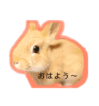 かわいいうさぎちゃん♡（個別スタンプ：2）