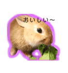 かわいいうさぎちゃん♡（個別スタンプ：12）