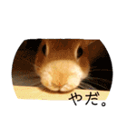 かわいいうさぎちゃん♡（個別スタンプ：13）