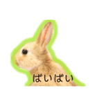 かわいいうさぎちゃん♡（個別スタンプ：14）