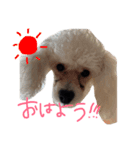 家の愉快な犬たち（個別スタンプ：3）