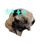 家の愉快な犬たち（個別スタンプ：5）