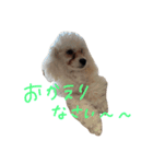 家の愉快な犬たち（個別スタンプ：6）