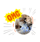 家の愉快な犬たち（個別スタンプ：8）