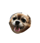 癒し犬アイドル「ロビオ」（個別スタンプ：1）
