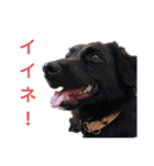 グラのひとこと（個別スタンプ：1）