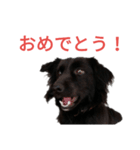 グラのひとこと（個別スタンプ：3）