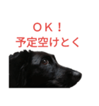 グラのひとこと（個別スタンプ：17）