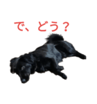 グラのひとこと（個別スタンプ：19）