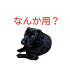 グラのひとこと（個別スタンプ：20）