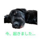 グラのひとこと（個別スタンプ：29）