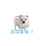 愛犬スタンプ (ソラ)（個別スタンプ：4）