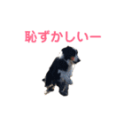 ボーダーレーン•ファミリー  VOL .2（個別スタンプ：5）
