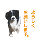 ボーダーレーン•ファミリー  VOL .2（個別スタンプ：13）
