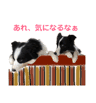ボーダーレーン•ファミリー  VOL .2（個別スタンプ：19）