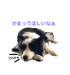 ボーダーレーン•ファミリー  VOL .2（個別スタンプ：20）