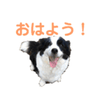 ボーダーレーン•ファミリー  VOL .2（個別スタンプ：24）