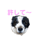 ボーダーレーン•ファミリー  VOL .2（個別スタンプ：26）