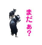 ボーダーレーン•ファミリー  VOL .2（個別スタンプ：28）