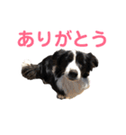 ボーダーレーン•ファミリー  VOL .2（個別スタンプ：34）