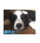 ボーダーレーン•ファミリー  VOL .2（個別スタンプ：38）