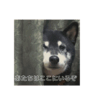 ブラックビーンちゃん（個別スタンプ：1）