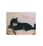 ブラックビーンちゃん（個別スタンプ：10）
