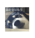 ブラックビーンちゃん（個別スタンプ：24）