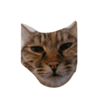 ねことねことねこ。（個別スタンプ：5）