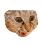 ねことねことねこ。（個別スタンプ：7）
