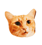 ねことねことねこ。（個別スタンプ：8）