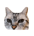 ねことねことねこ。（個別スタンプ：10）
