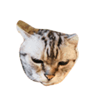ねことねことねこ。（個別スタンプ：11）