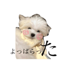 ここちゃんのまるいちスタンプ（個別スタンプ：5）