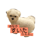 ここちゃんのまるいちスタンプ（個別スタンプ：7）