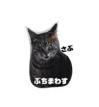 hogonekosabu（個別スタンプ：1）