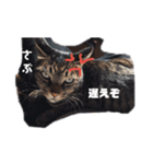 hogonekosabu（個別スタンプ：4）