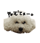 犬＆娘の家族（個別スタンプ：1）