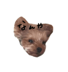 犬＆娘の家族（個別スタンプ：3）